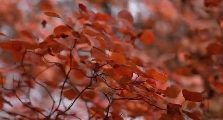 红叶为“笔” 淄博绘就文旅融合新画卷