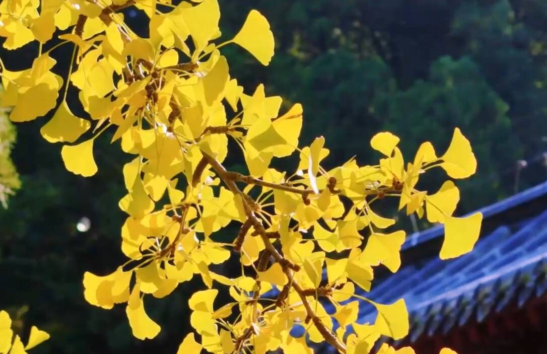 灵岩寺藏着济南最美秋景