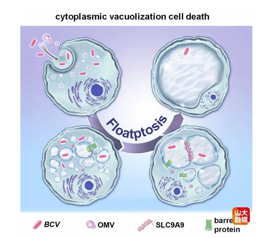 齐鲁医院张义/齐晓朋团队合作揭示病原菌感染致病新机制