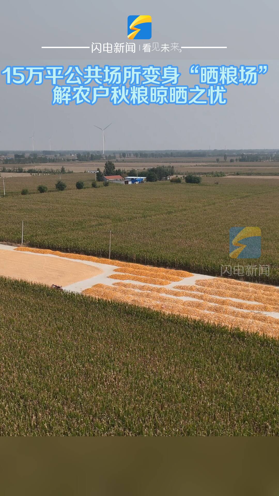 平原县:公共场所变身“晒粮场” 解农户秋粮晾晒之忧