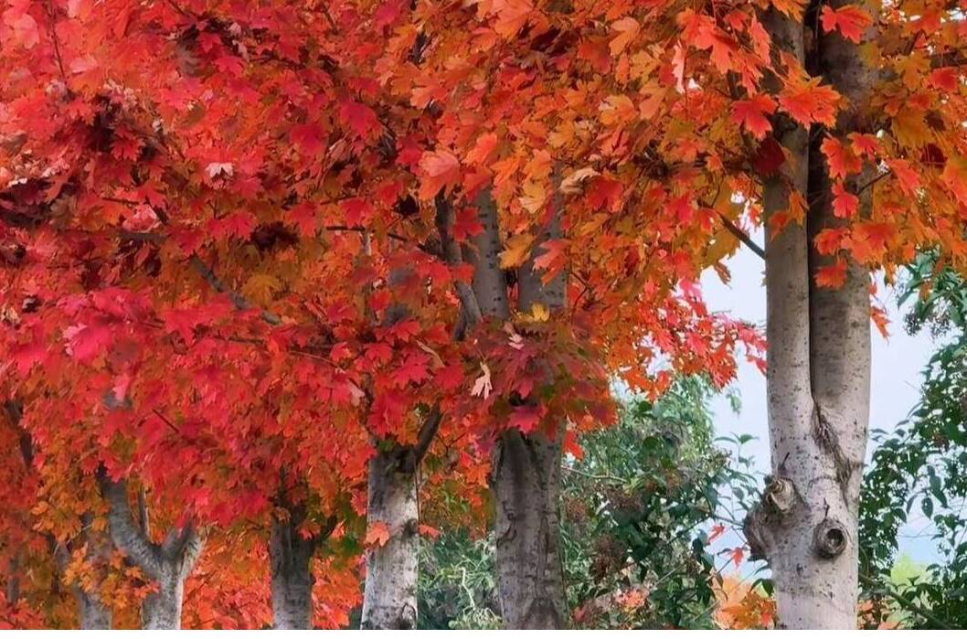 东平湖畔枫叶似火 被这流动的秋日画卷治愈