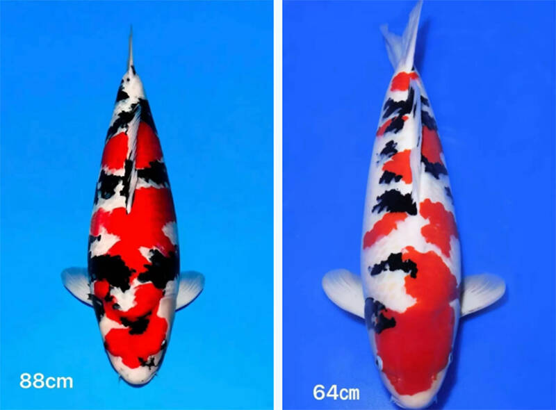 德州齐河“锦鲤女孩”马冉勇夺全国大赛双料冠军！获奖锦鲤长这样→