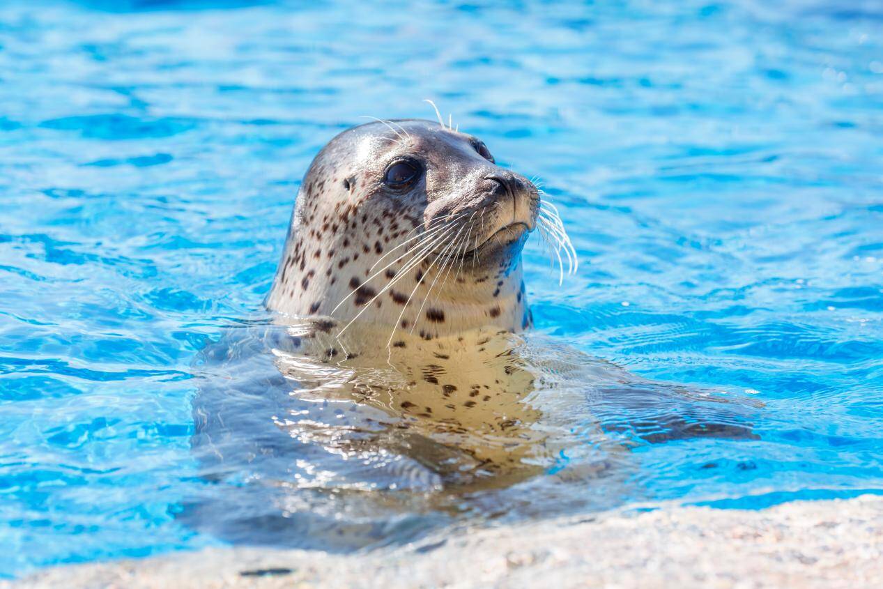 繁育,救助,科研……青岛极地“斑海豹保育及研究中心”揭幕 开启海洋生物保育新篇章