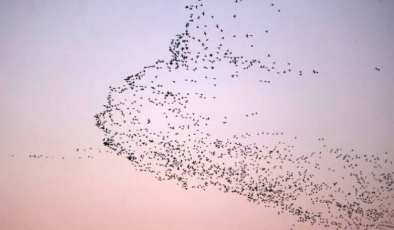 黄河口“鸟浪”引客来