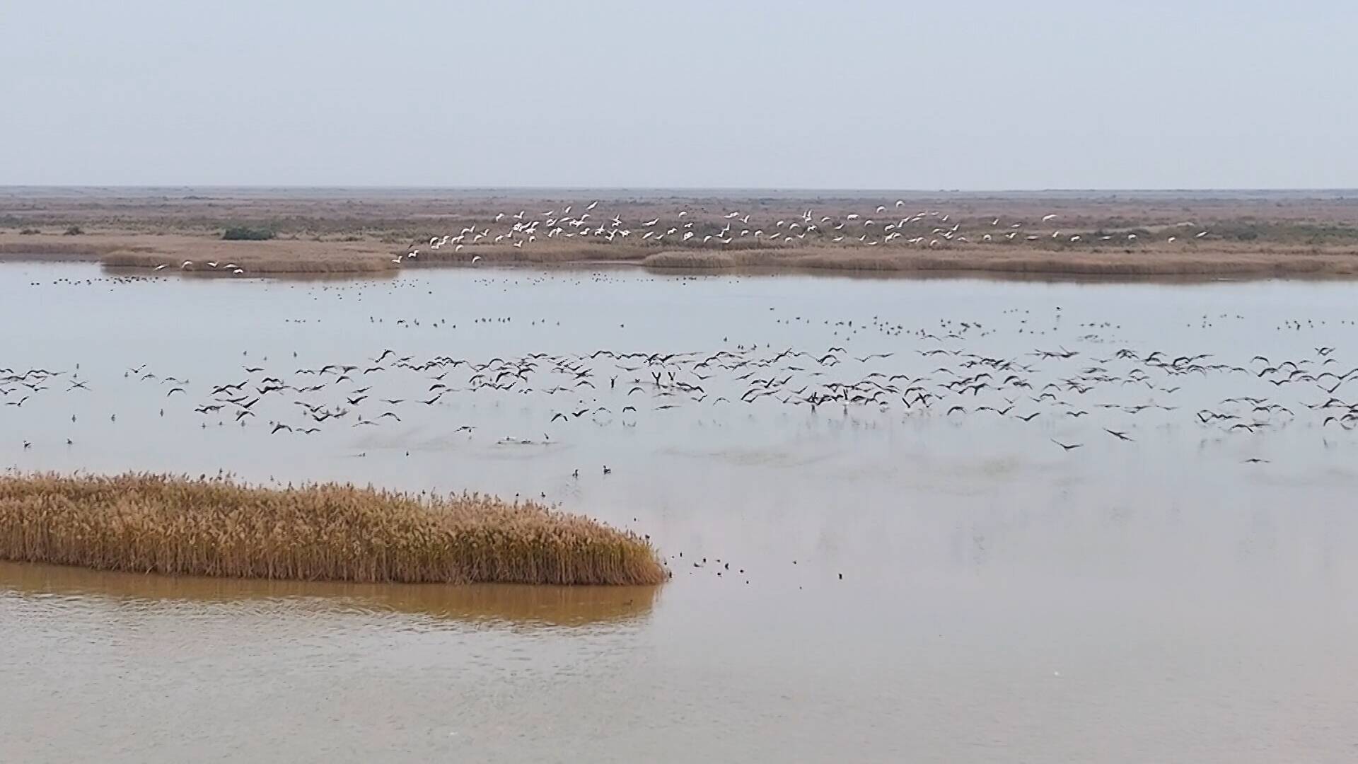 利津黄河故道湿地迎来首批越冬大天鹅