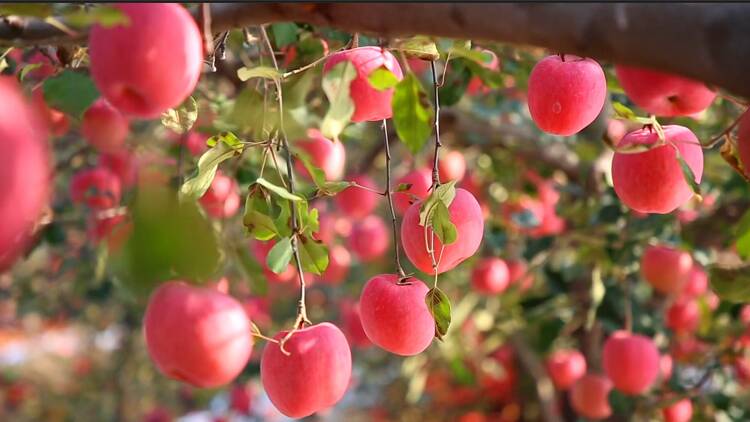 栖霞：苹果成熟上市 “小红果”变身“金果果”