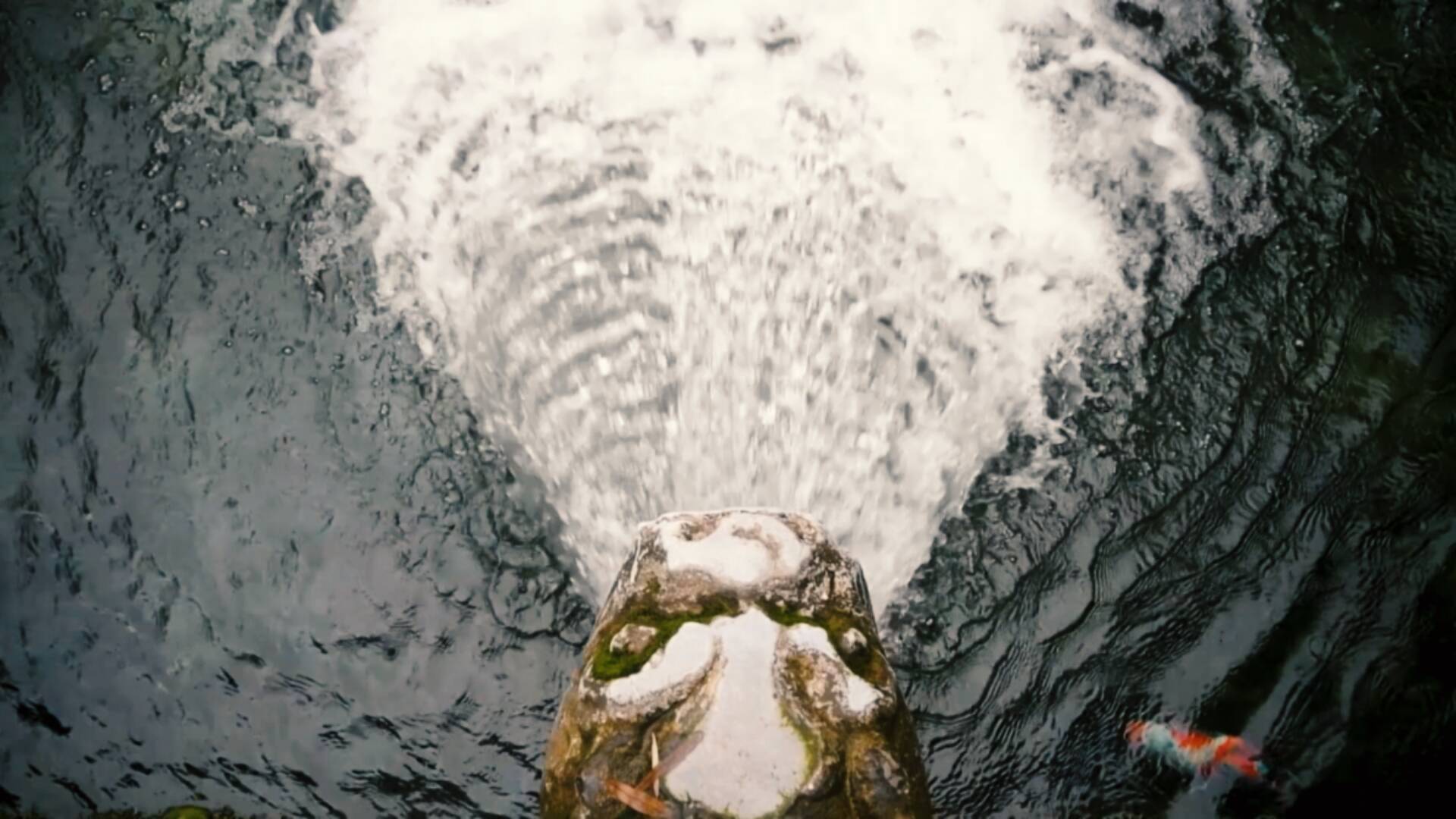 黑虎啸月|“月下听涛”+“清泉石上流” 引游客打卡