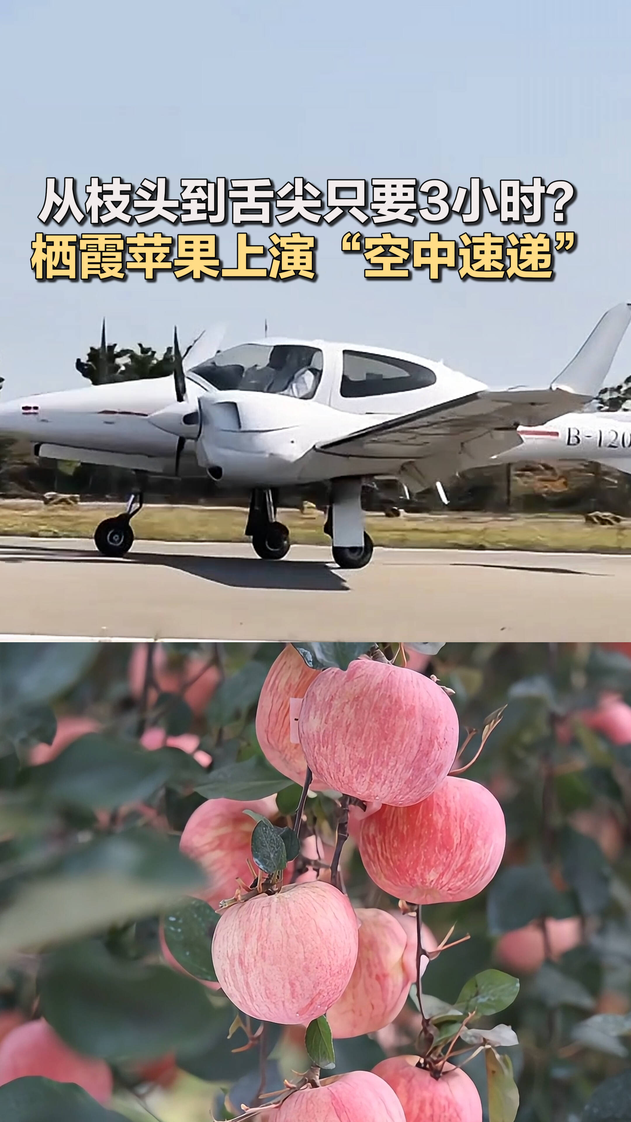 从枝头到舌尖只要3小时?栖霞苹果上演“空中速递”