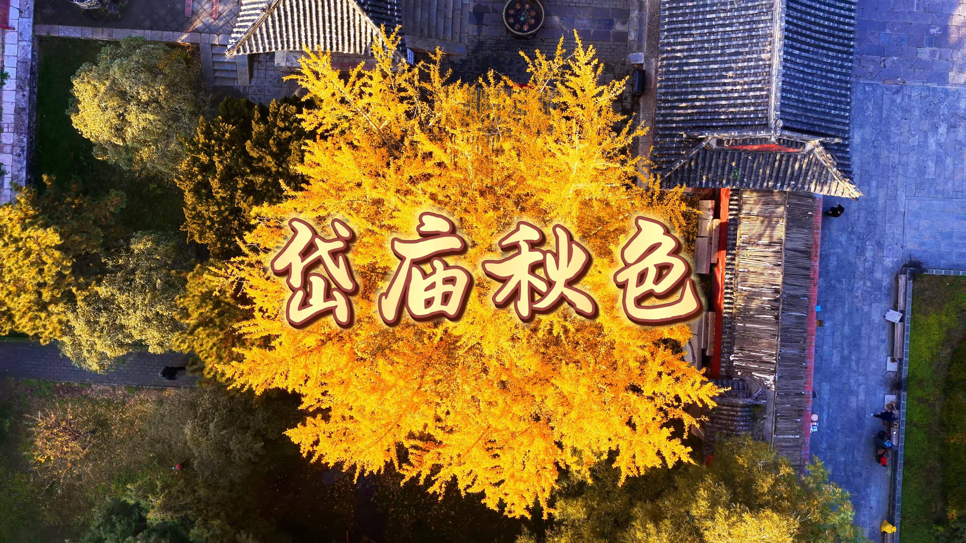 一脚踏进岱庙秋！感受银杏漫卷的氛围感