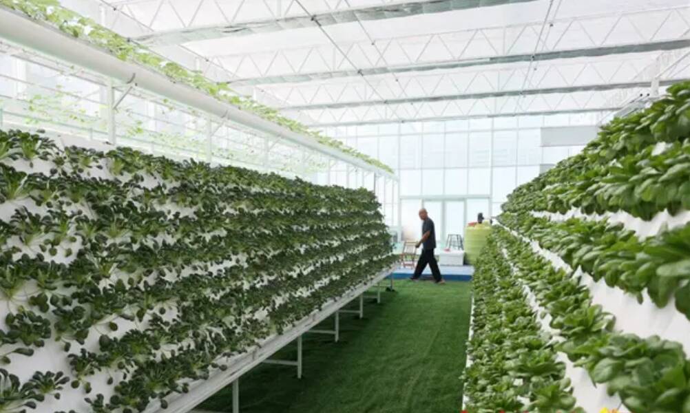 从“看天吃饭”到“四季不断”——东平:设施农业好“丰”景