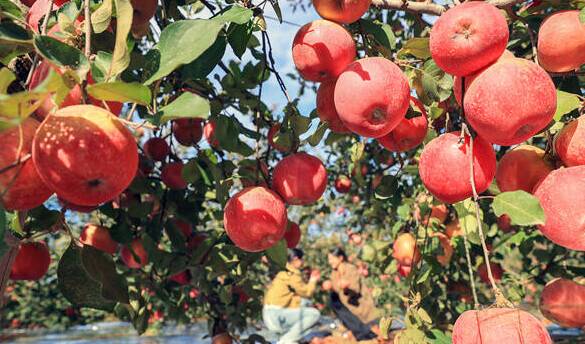 小苹果铺就富民强村路