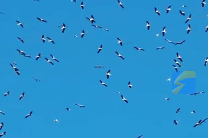 邹平来了上万只南迁候鸟