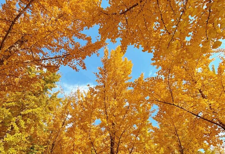赴一场黄河与银杏的约会!金色银杏林成深秋“顶流”打卡地