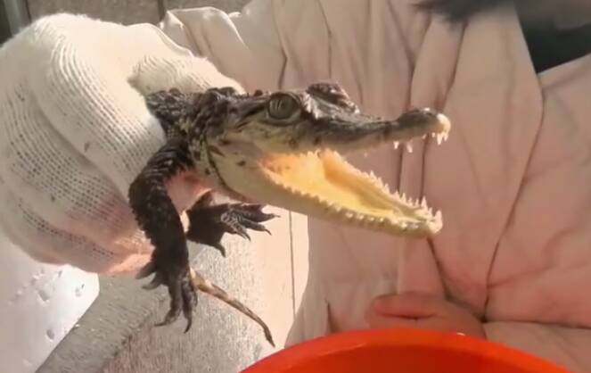 长不大？不咬人？鳄鱼变“萌宠”，无证买卖“游”过监管盲区