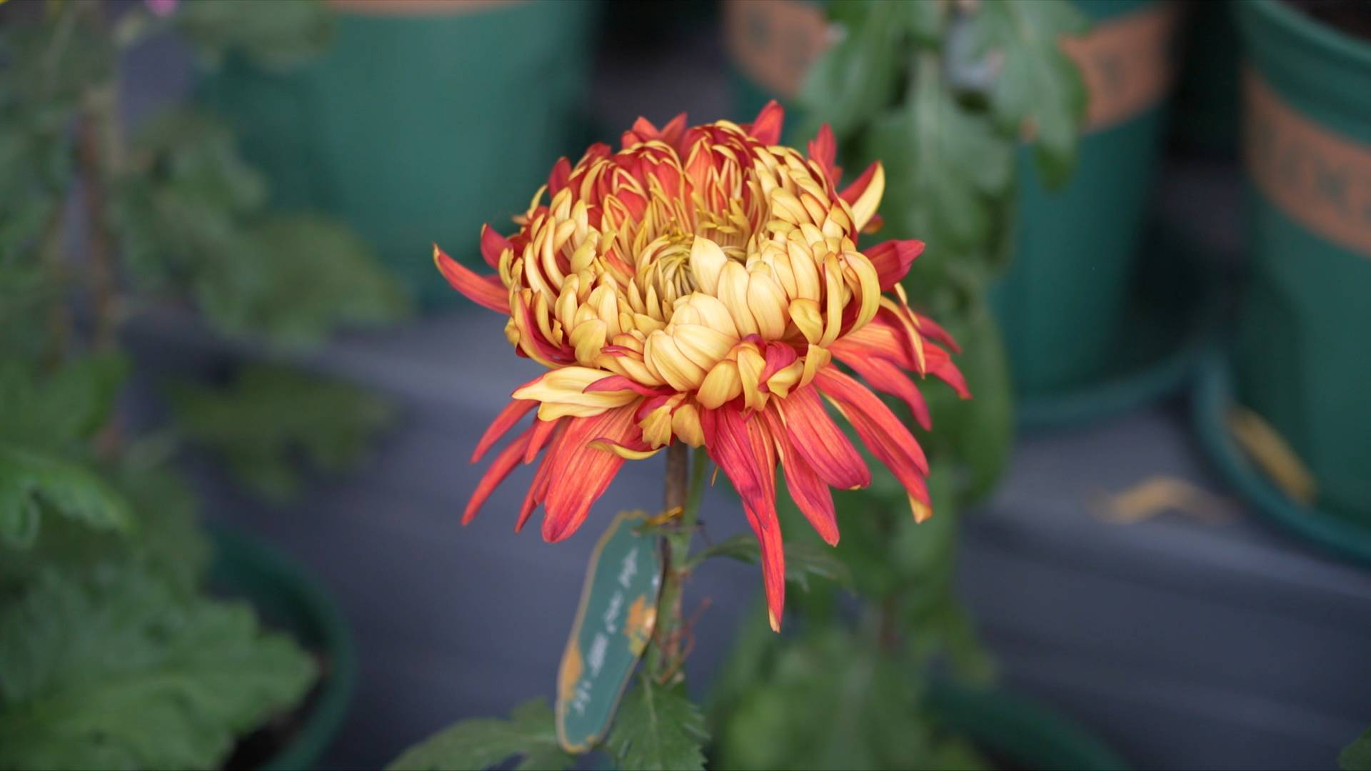 赏菊正当时！趵突泉菊展最佳观赏期来了