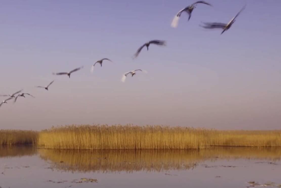 鸟中大熊猫在黄河流域首个国际慢城定居