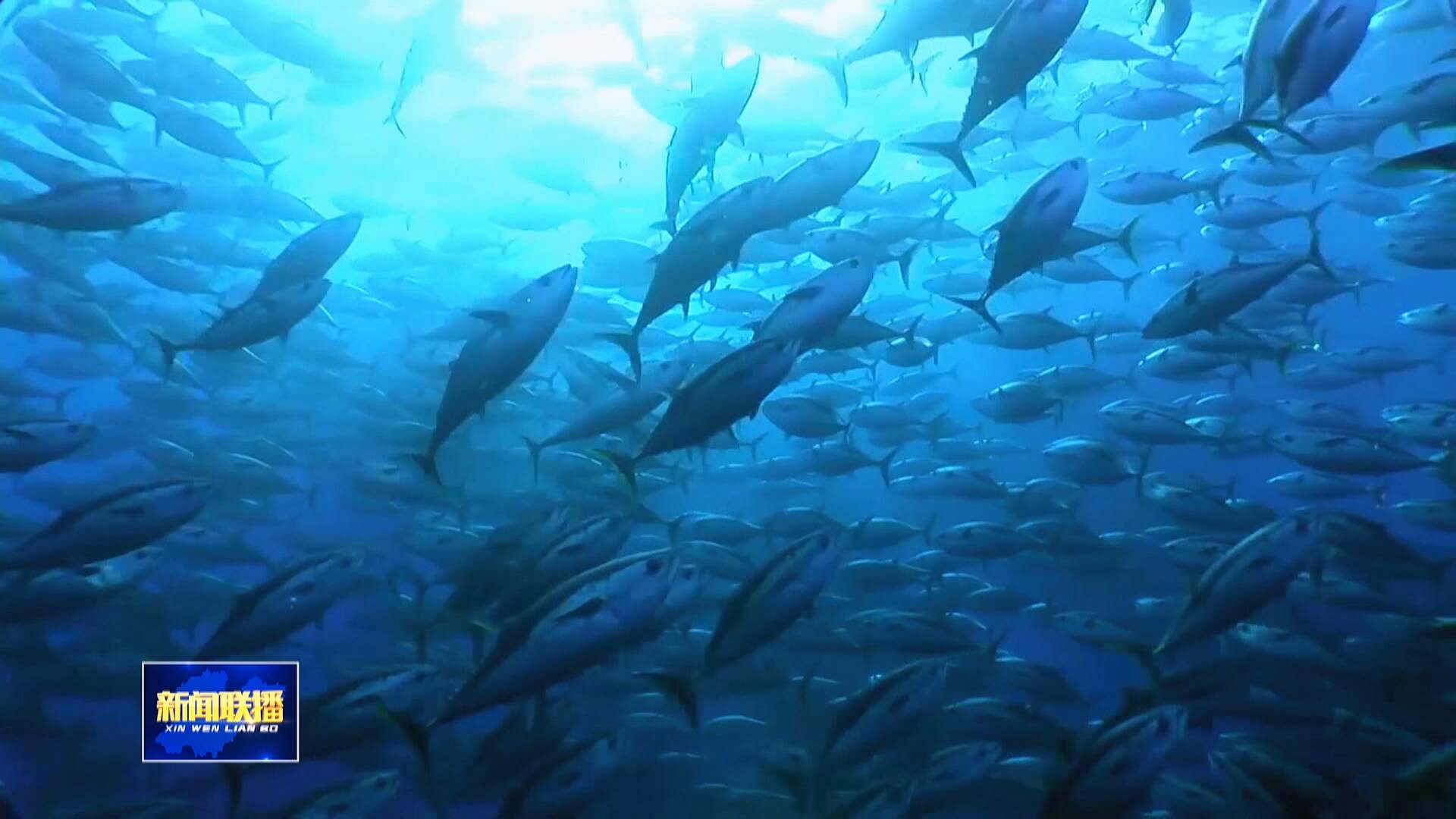 联播关键词｜一条蓝鳍金枪鱼的“跨国之旅”