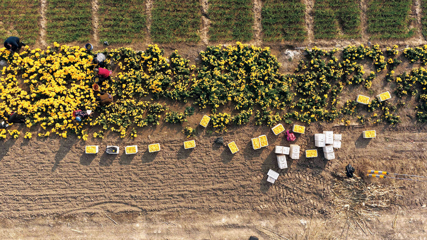 金丝菊花带动家门口的就业