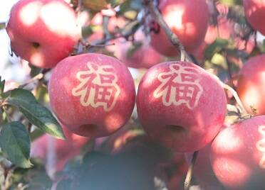 苹果树上结“福”果 栖霞艺术赋能产业兴