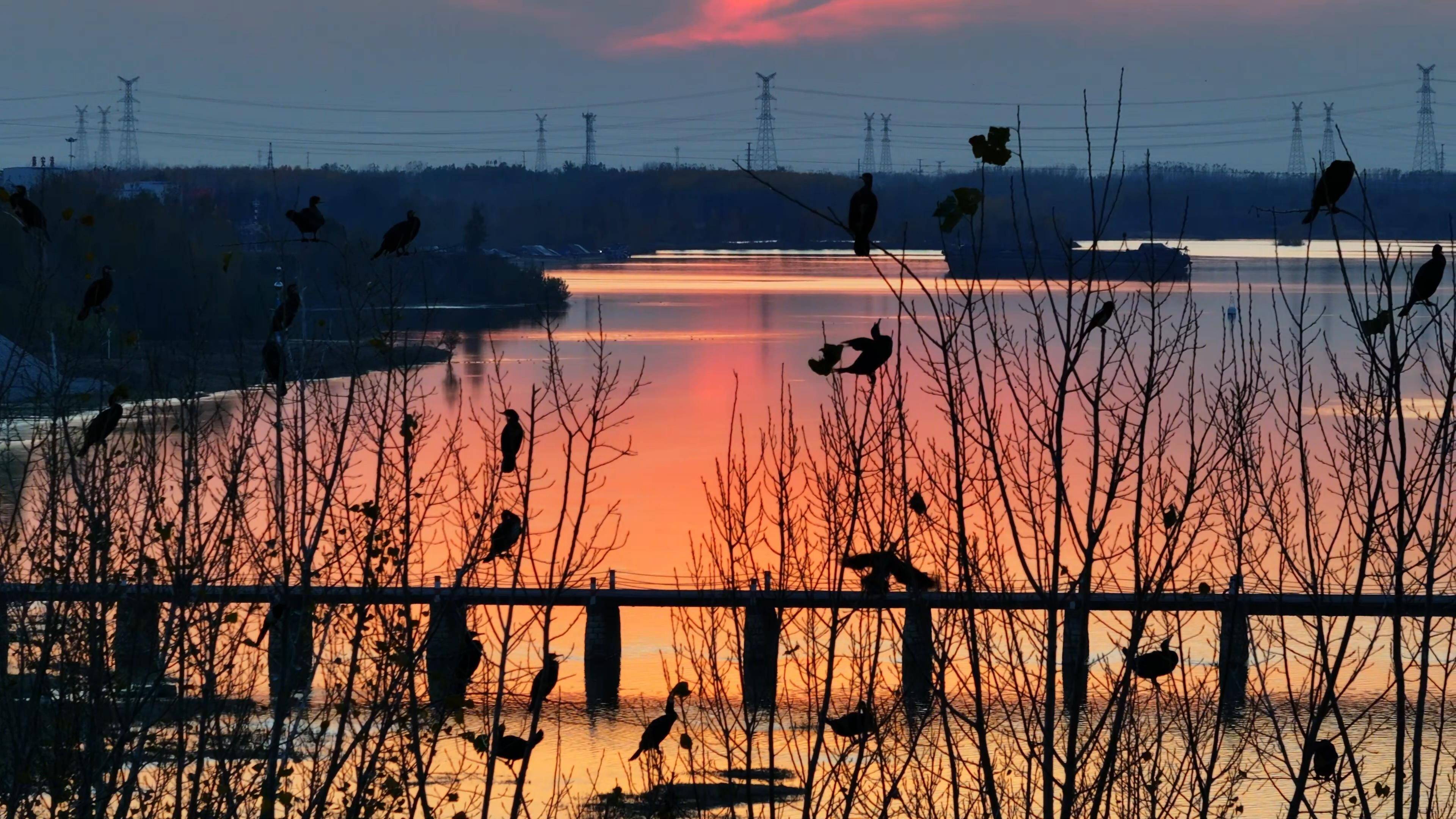 越冬候鸟响应集结令 东平戴村坝水鸟翩跹踏光而来