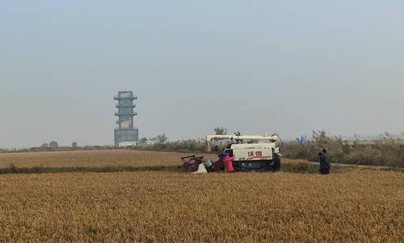 盐碱地上绘“丰”景——东营市坚持“以种适地”同“以地适种”相结合,推动盐碱地变身“大粮仓”