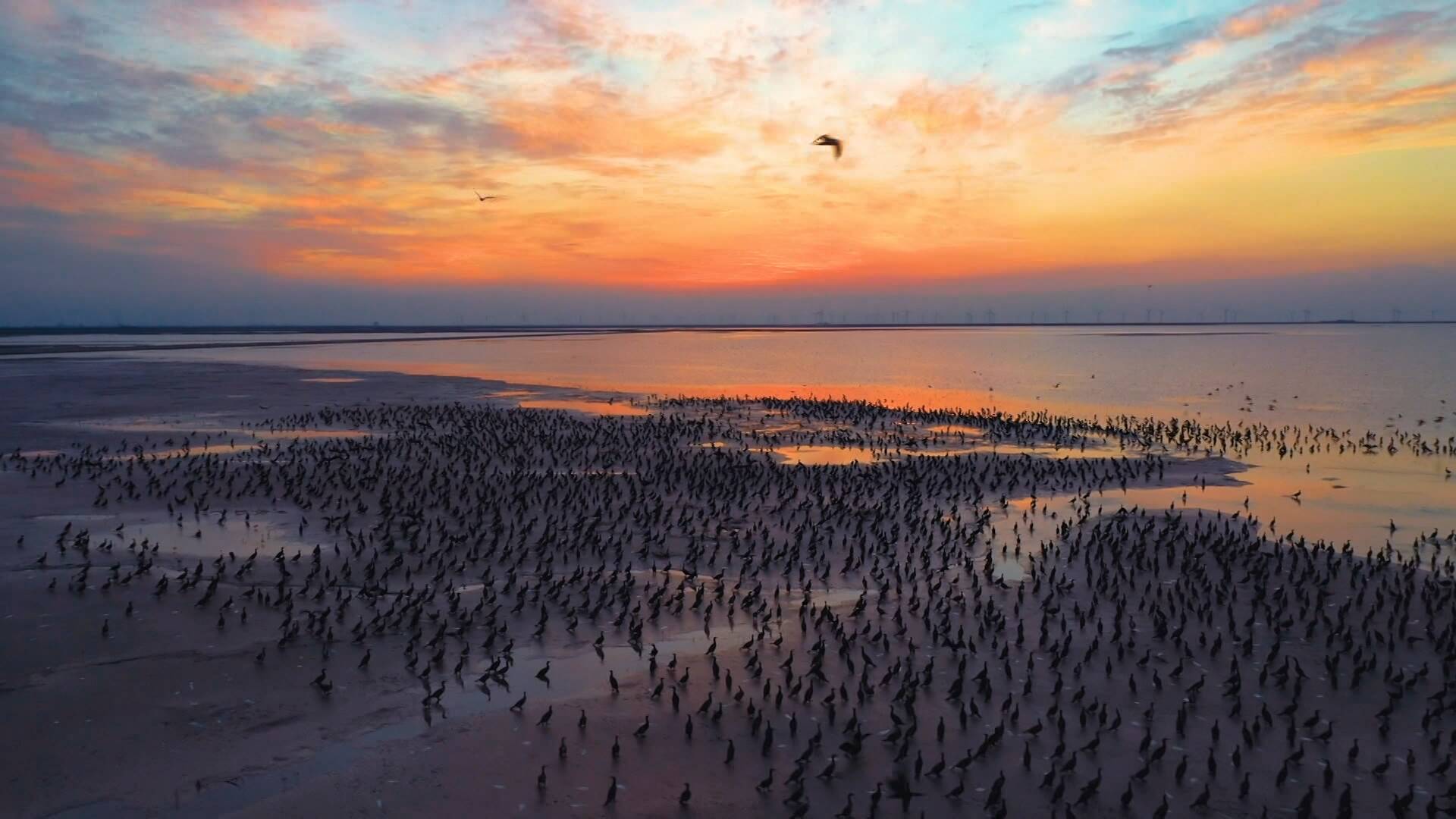第三届“沿着黄河遇见海”黄河口国际观鸟季开幕