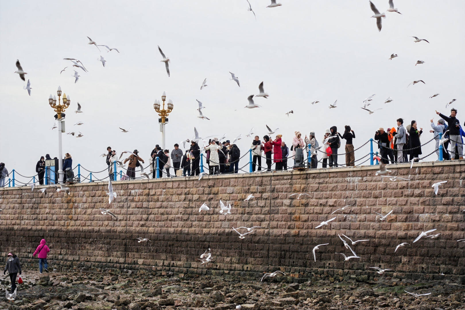 青岛：这个冬天，跟随观“鸥”专属路线，开启一段“鸥”遇旅程