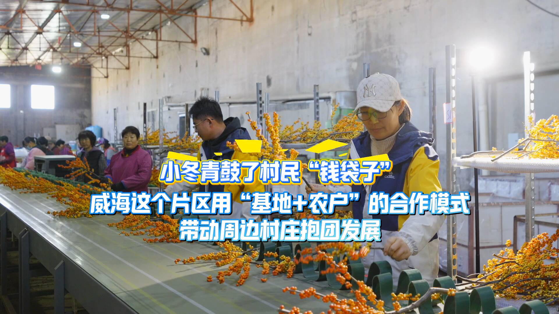 小冬青鼓了村民“钱袋子” 威海这个片区用“基地+农户”的合作模式带动周边村庄抱团发展