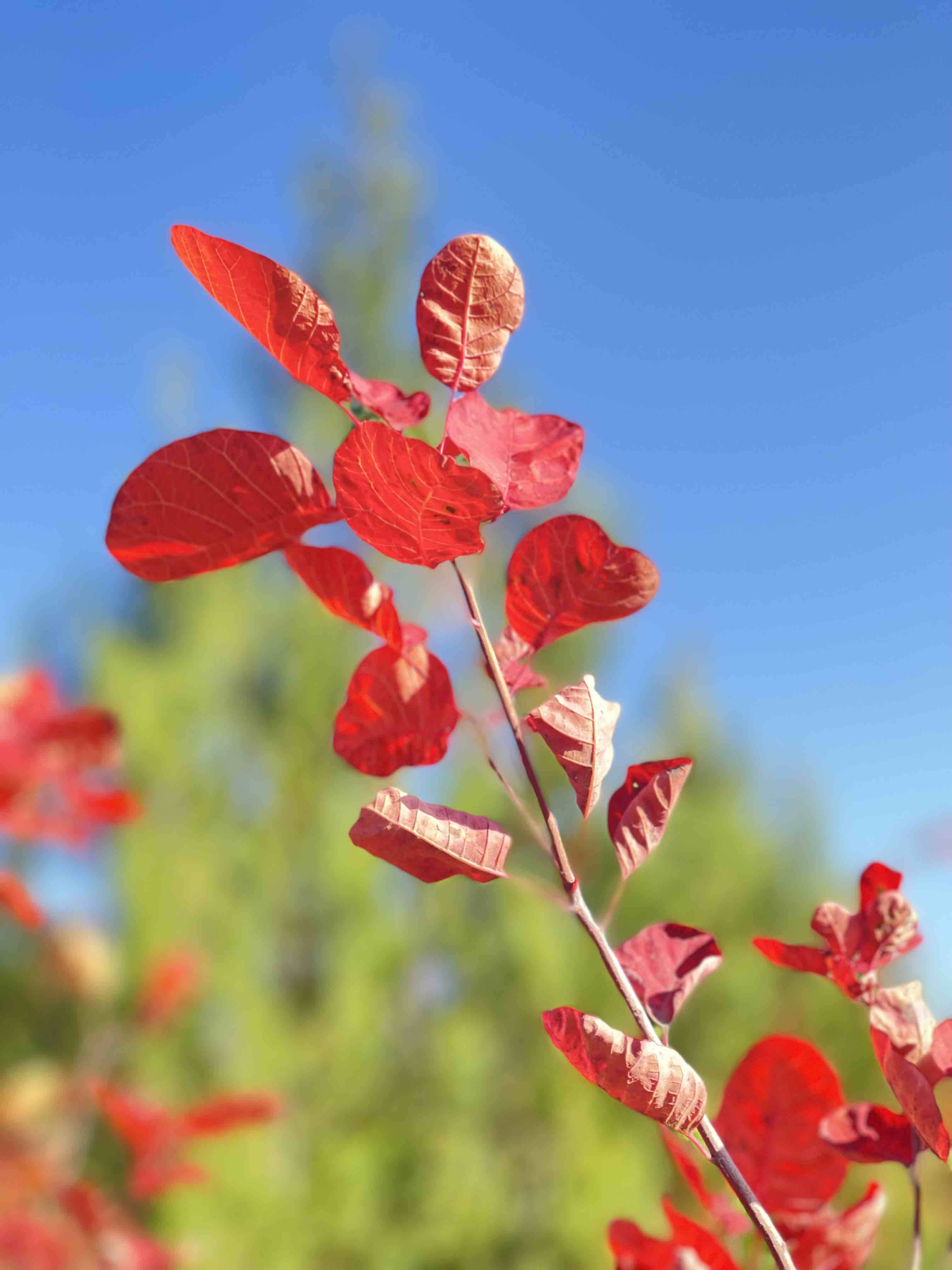 解除寒潮蓝色预警！山东气温缓慢回升