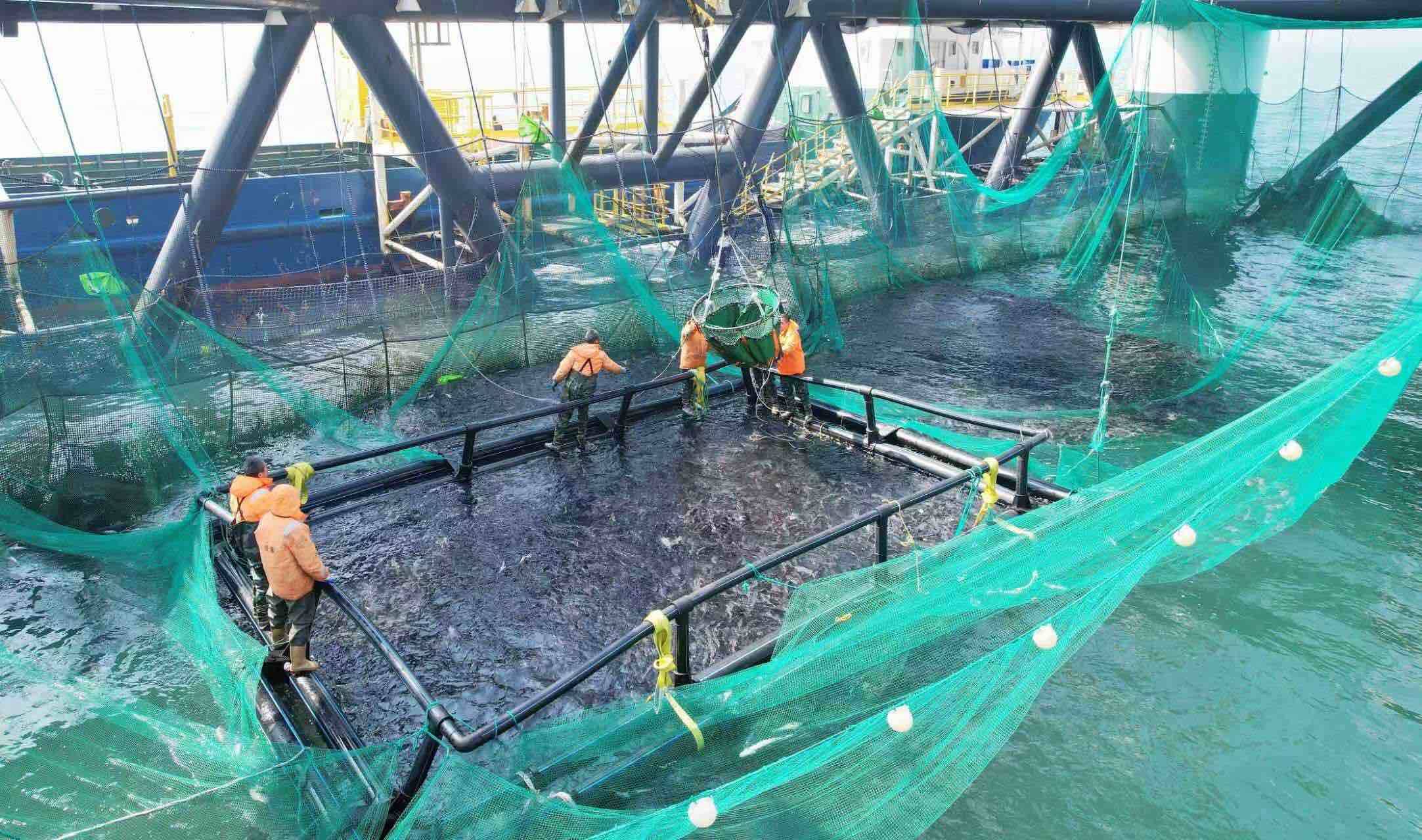 蓬莱今年首批深海养殖活鱼顺利出口