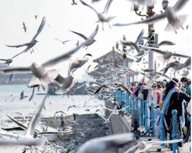 今年11月至明年2月将推出160项主题活动！​做强“海鸥IP”，带热“冬游青岛”