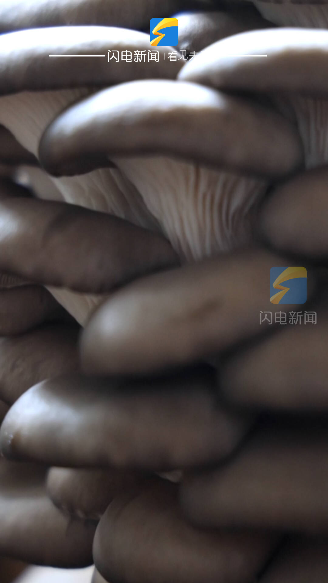 平原县:“数据”种菇 让小蘑菇搭上科技快车