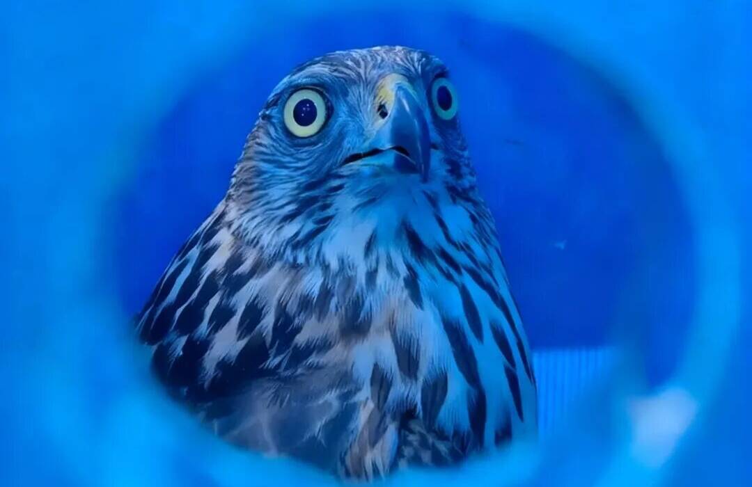 “大眼萌鹰” 放归泰山 盘旋致谢的样子太治愈了