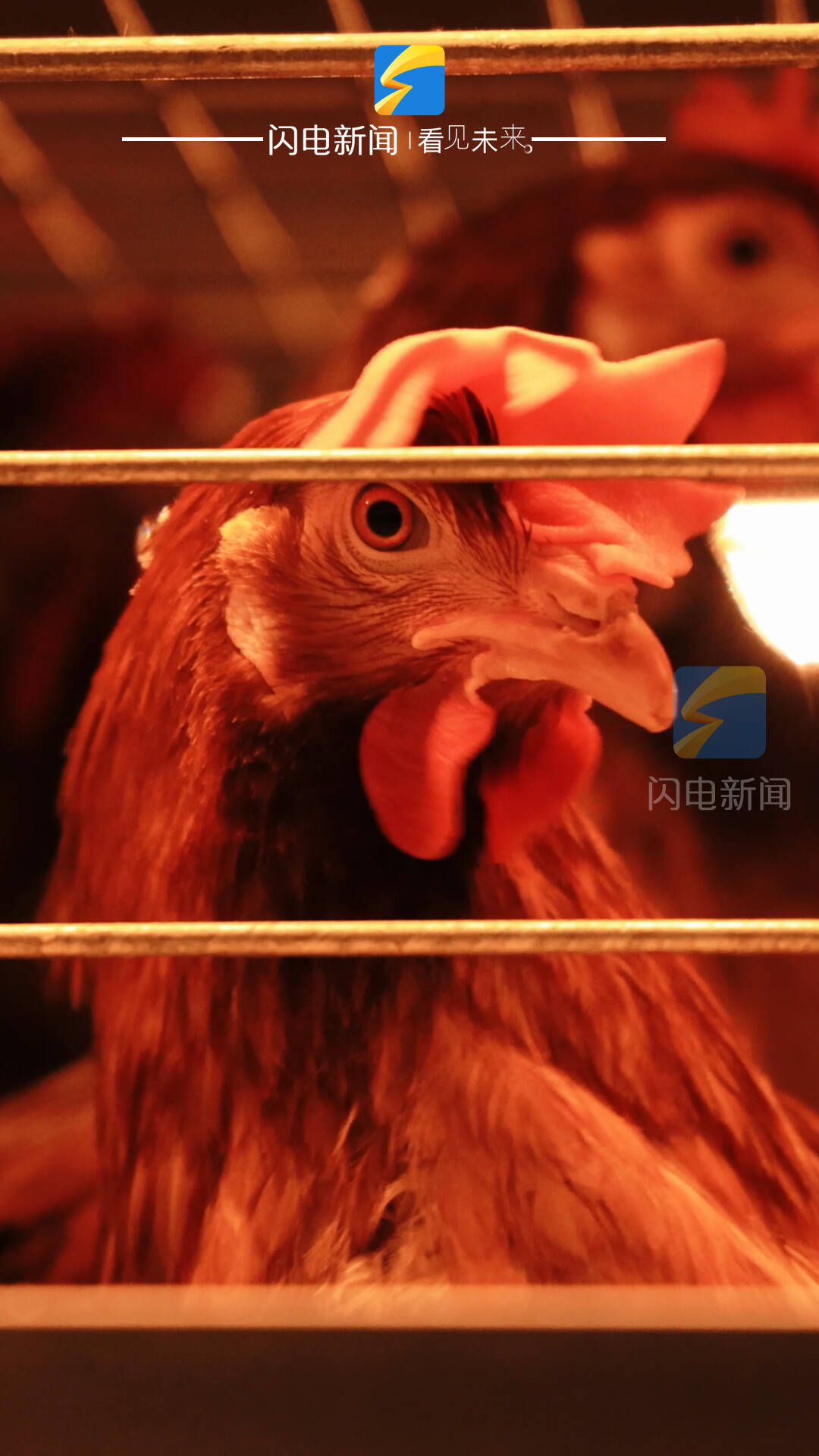 平原县:95后“鸡司令” 夫妻5年卖蛋上千吨