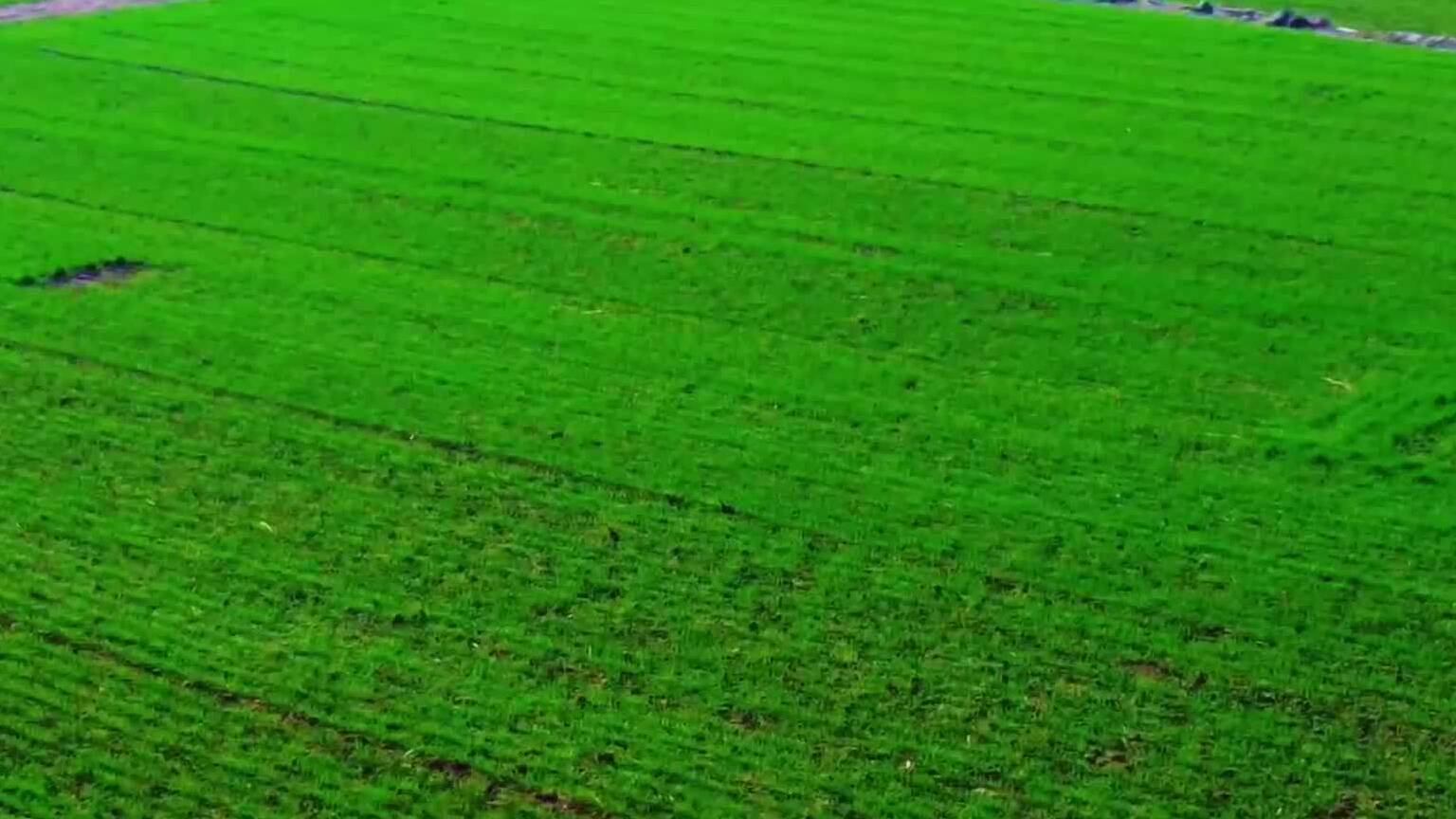 枣庄田野“铺绿毯” 冬小麦焕发勃勃生机