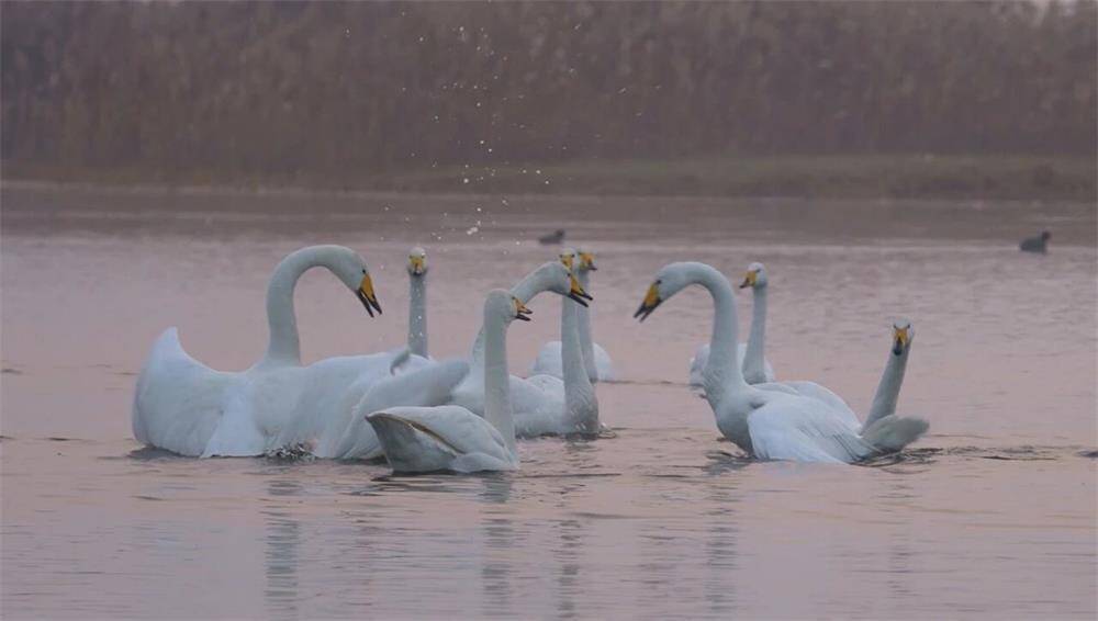以片区建设为抓手 实现从“一村兴”到“一片强”｜片区化推进乡村振兴的山东实践