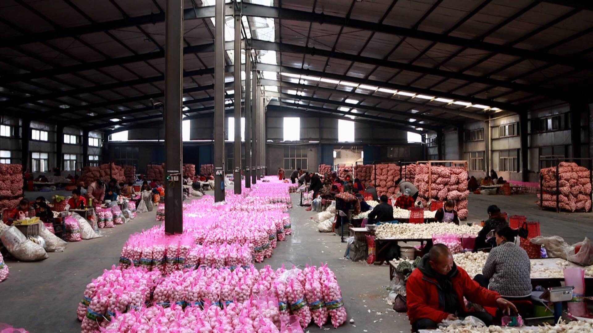 联播关键词｜小蒜头长成片区带富大产业