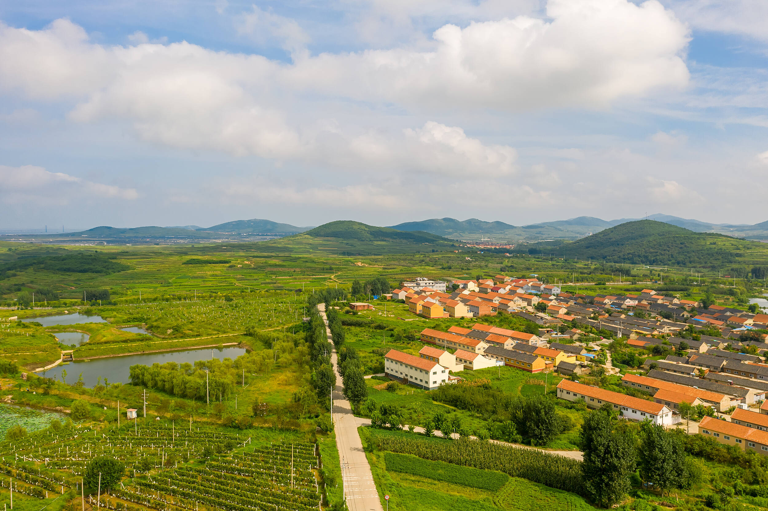 特色产业为媒 打造优势互补的片区产业共振群丨片区化推进乡村振兴的山东实践