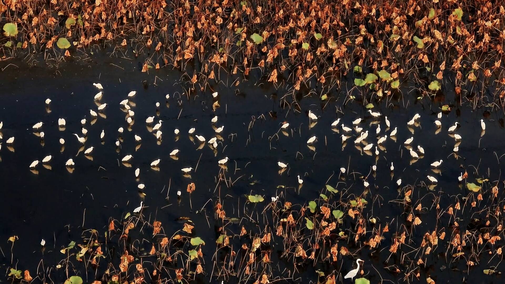 初冬临沂枣园万亩荷塘：白鹭绕塘绘就人与自然和谐画卷