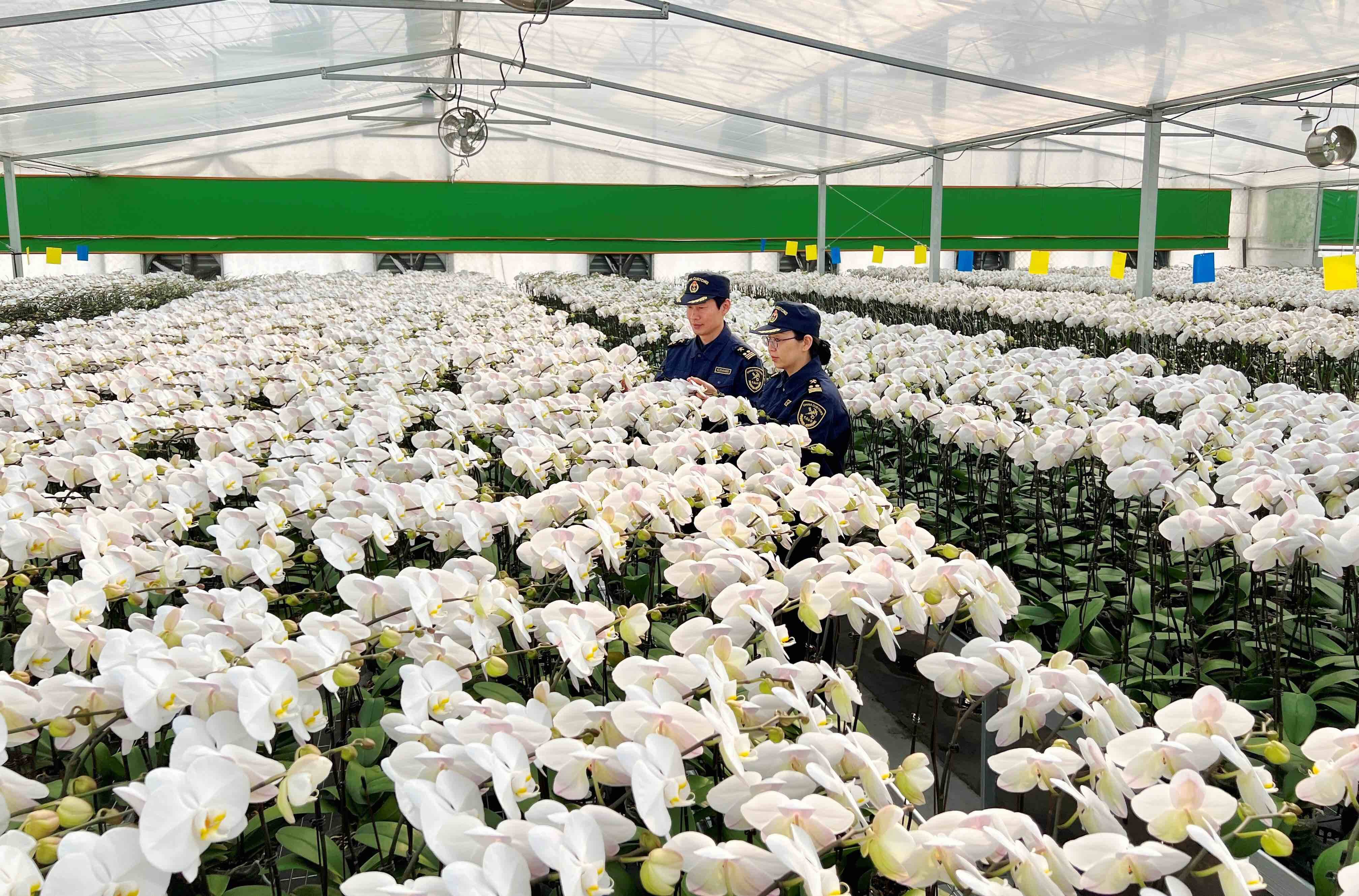 蝴蝶兰受国际市场欢迎 出口量倍增