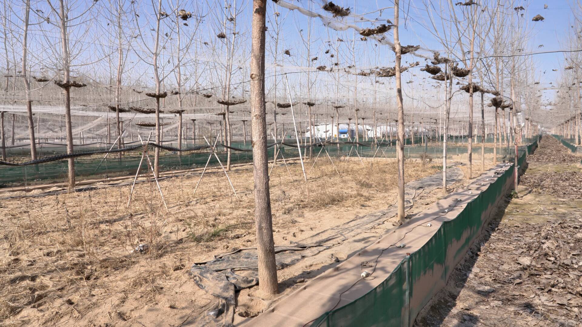 “癞蛤蟆”林下变“金”蟾！阳谷林下蟾蜍让特色养殖与林木生长双促进