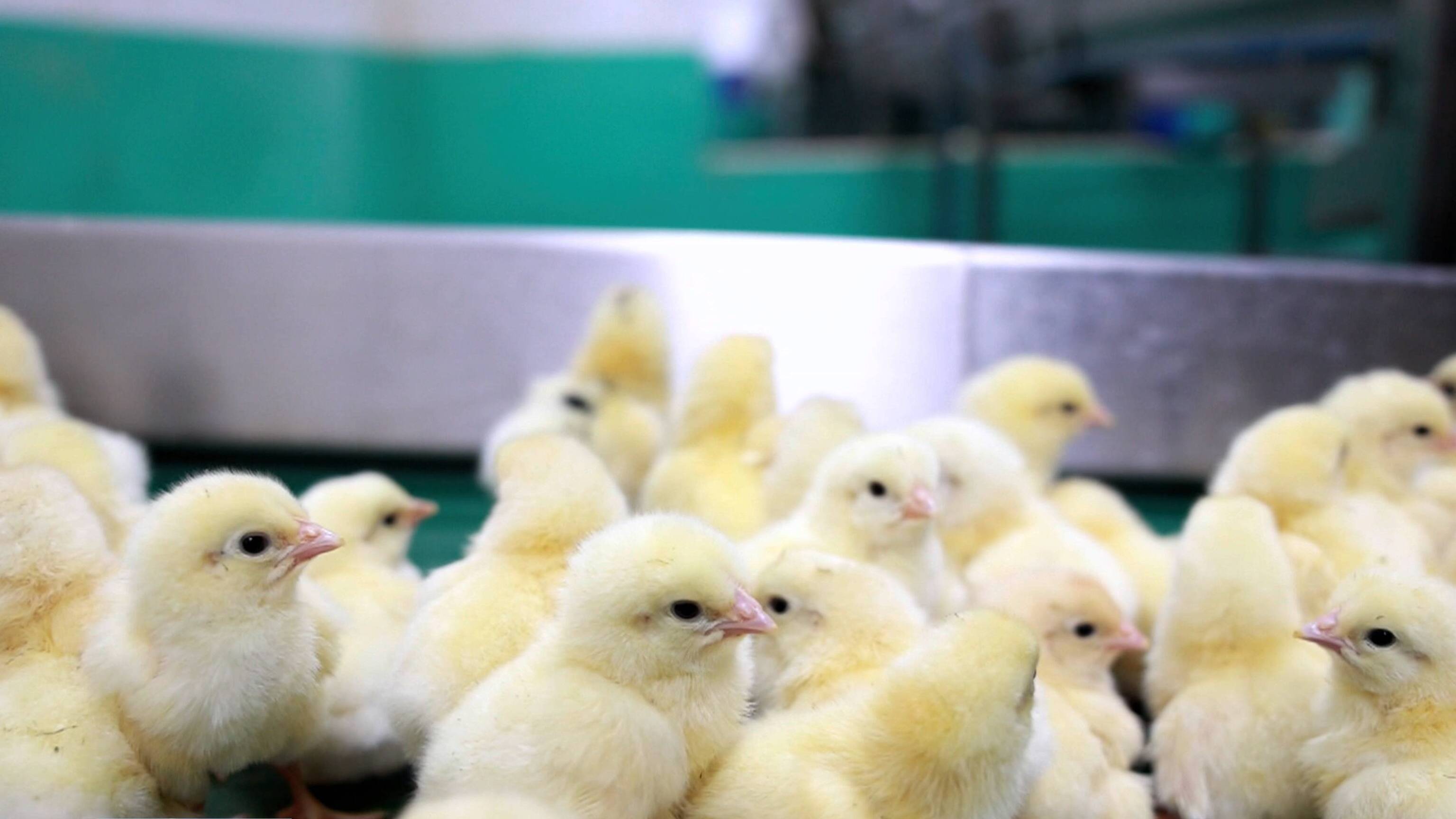 联播关键词｜山东培育出第二个小型白羽肉鸡新品种