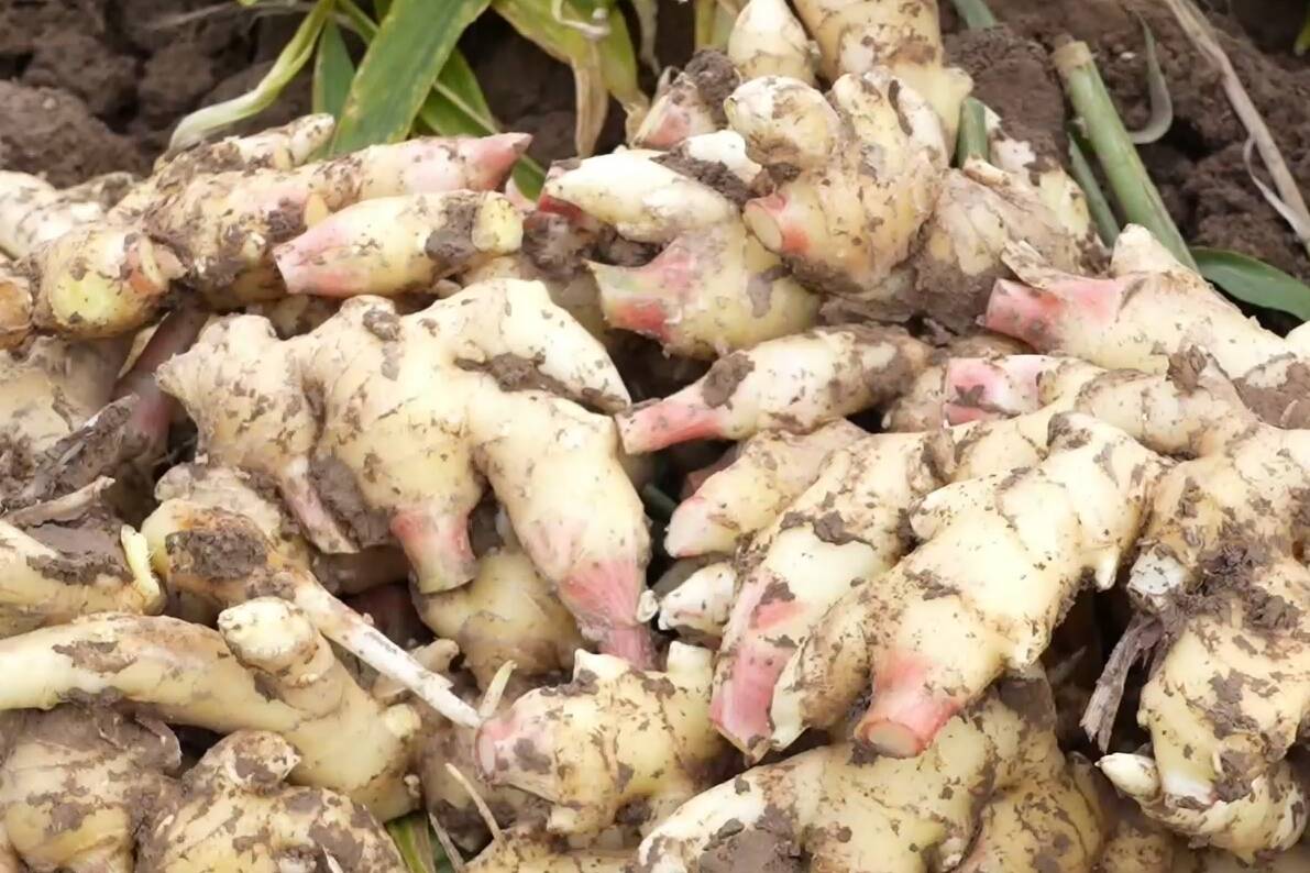 聊城冠县：红芽姜喜丰收