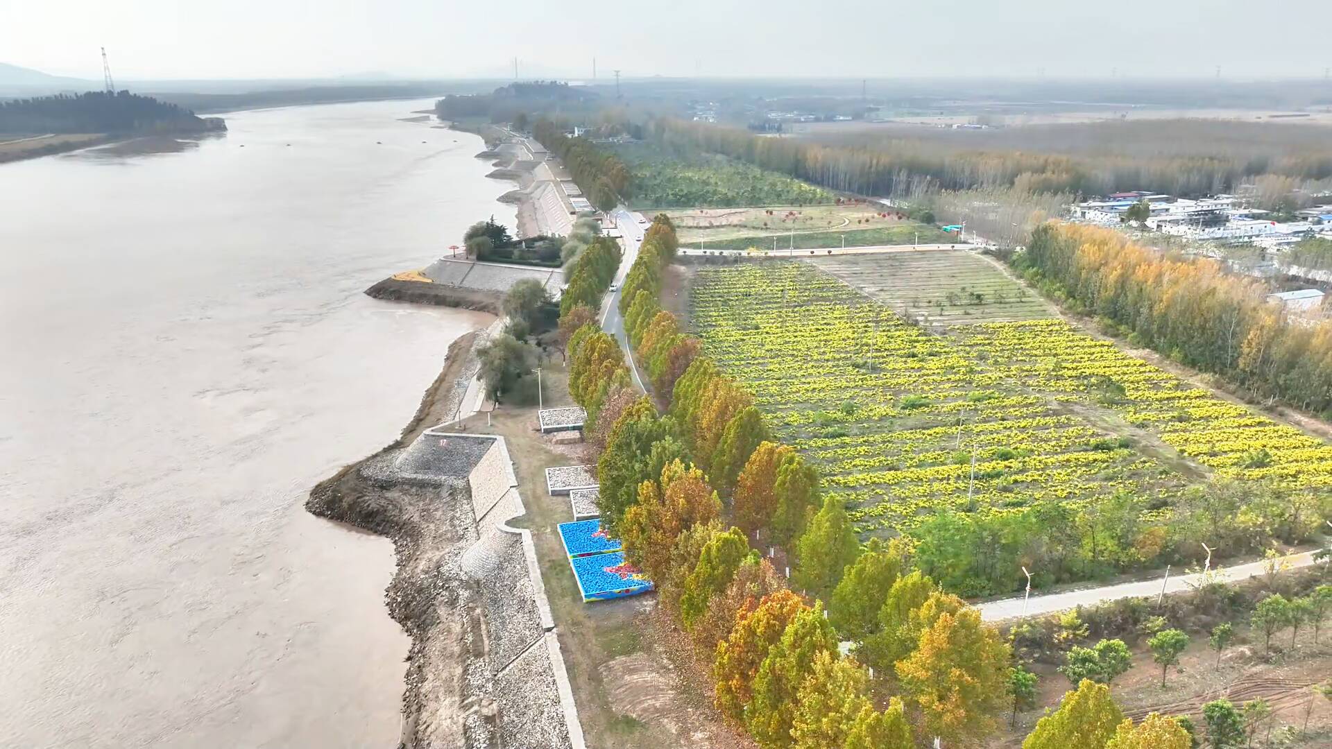 艾草、皇菊！东阿林下中药材扮靓黄河生态廊道，生态与产业共赢