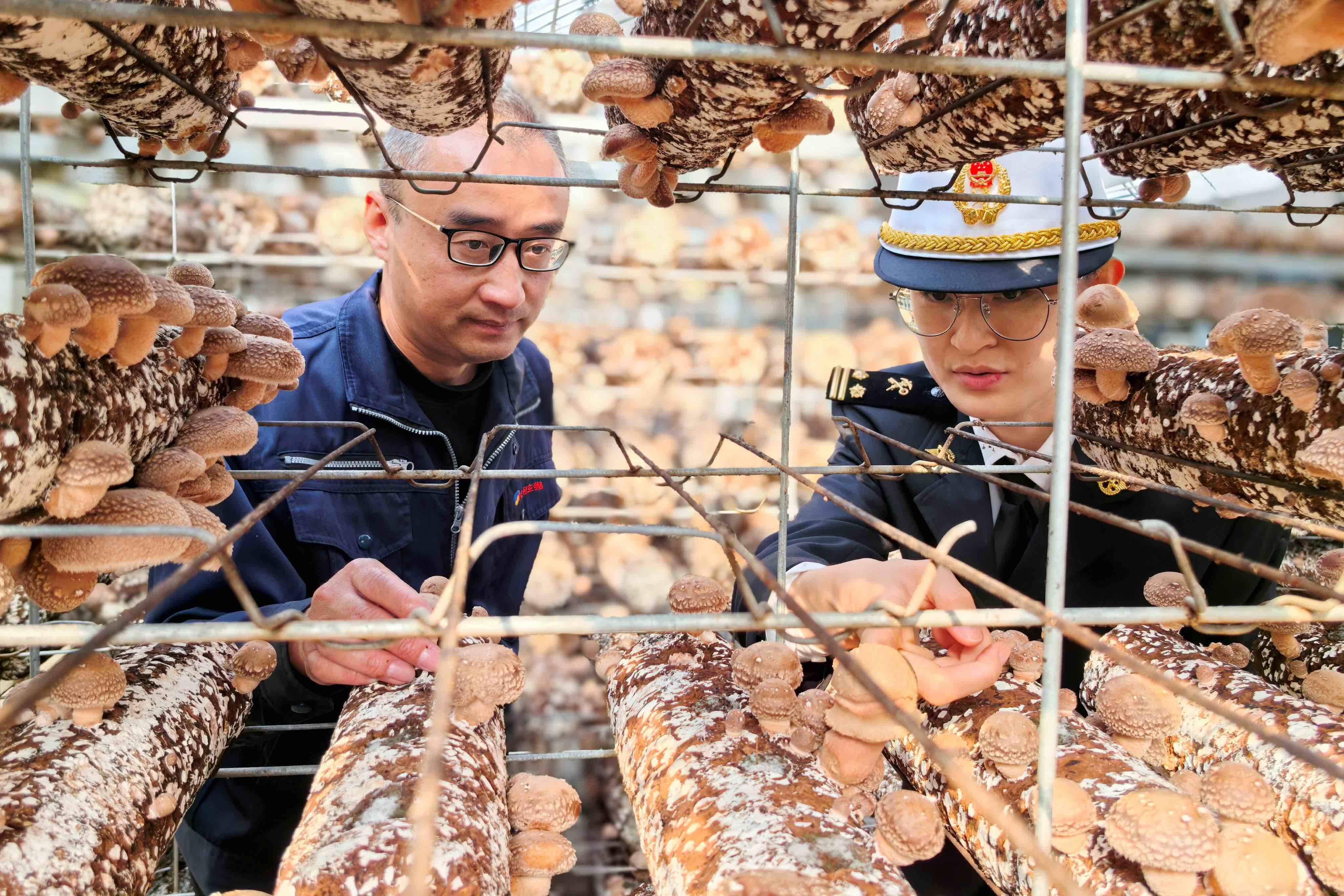山东“小菌棒”闯出海外“大市场”