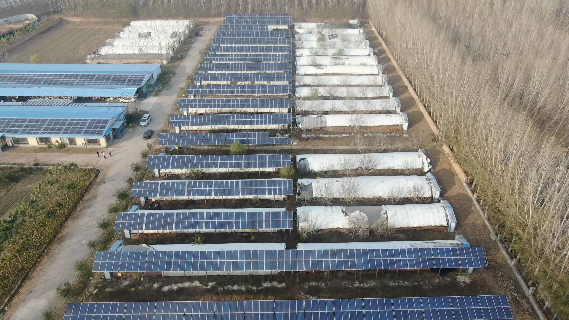 林下藏“蘑”力！莘县探索林下种菌模式，盘活林间地，致富周边人