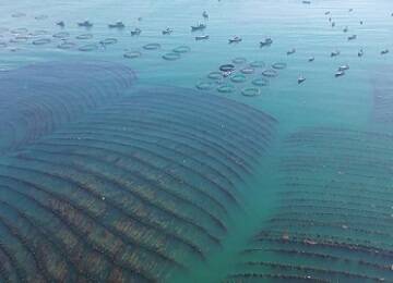 长岛：1.3万亩海带迎来“播种”季