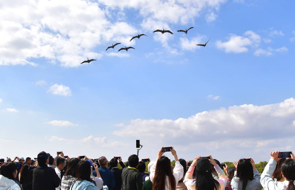 东山晓鲁｜山东多地抢滩“观鸟经济”：生态流量如何激活消费新业态？