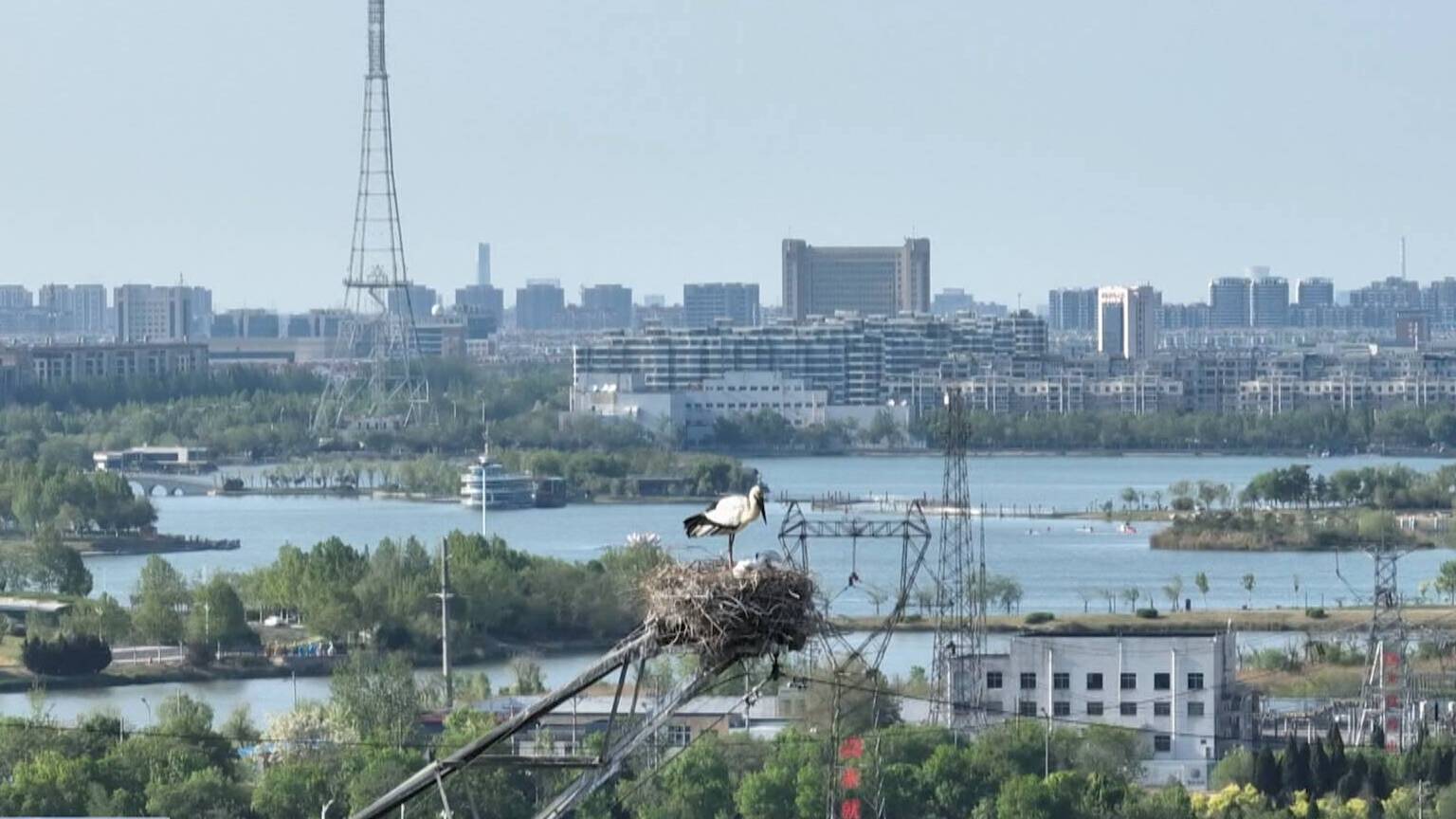 联播关键词｜给鸟儿在城市安个家