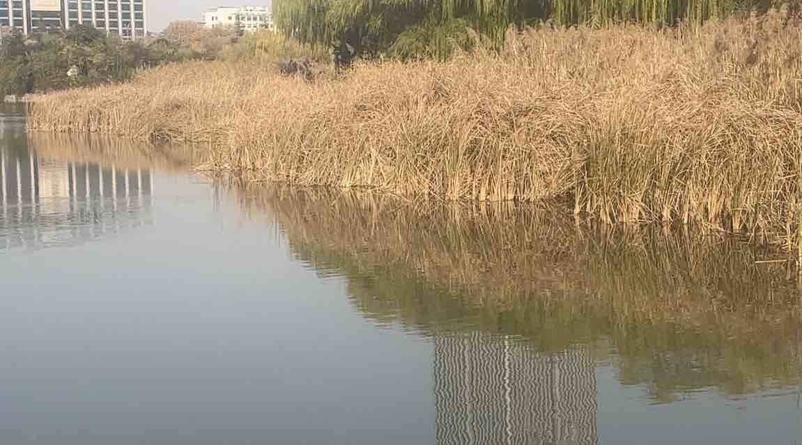 枣庄凤鸣湖野鸭嬉戏 上演冬日灵动画卷